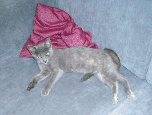 Chillen auf dem Sofa