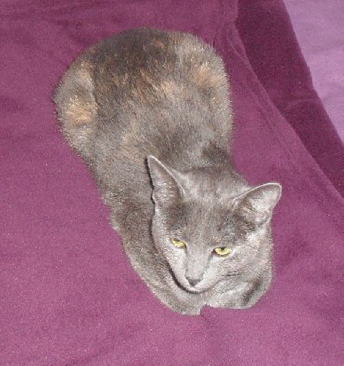 Meine Lieblingsdecke